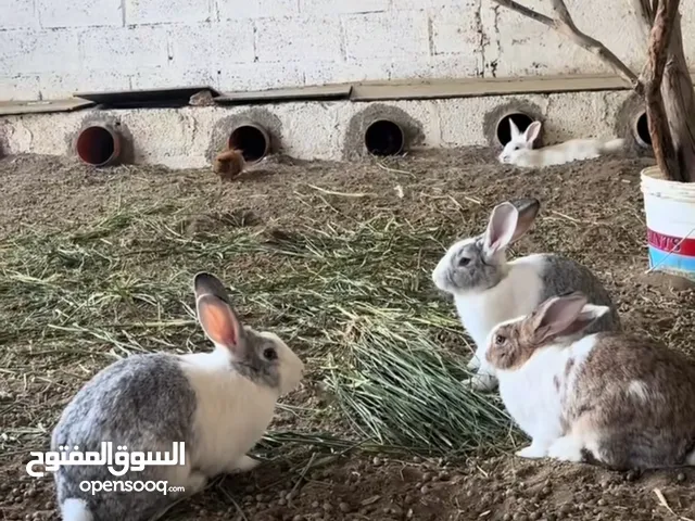 ارانب للبيع