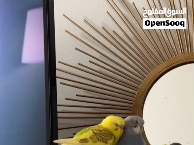 جوز ببغاء طيور الحب بادجي