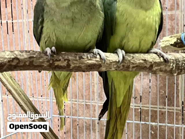 بغبغاء نيبالي