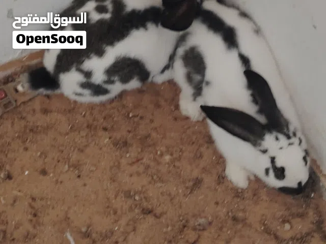 كوبيا الله ايبارك