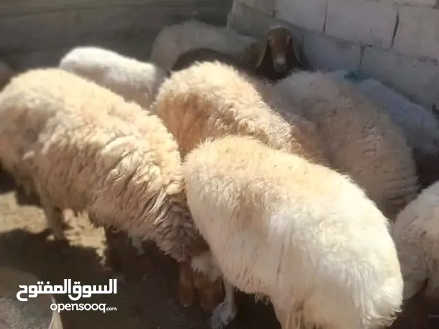 عروض الحلال البلدي بالصلاة على النبي صلى الله عليه وسلمعقايق مجنوي نذر لجميع المناسبات