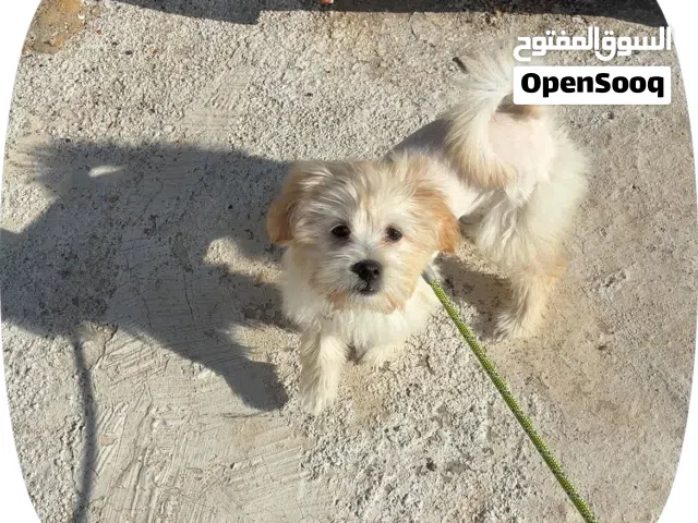 كلبه مالتيز للبيع او للبدل على نوع ثاني