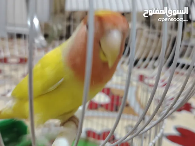 السلام عليكم غندوره نثيه اليفه