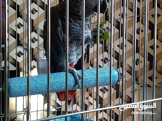 كاسكو الكثير من الحديث عمر ثلاث سنوات