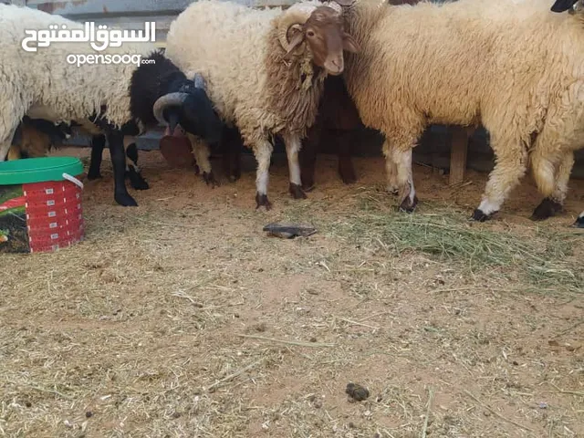 خرفان عيد ربي يبارك ...