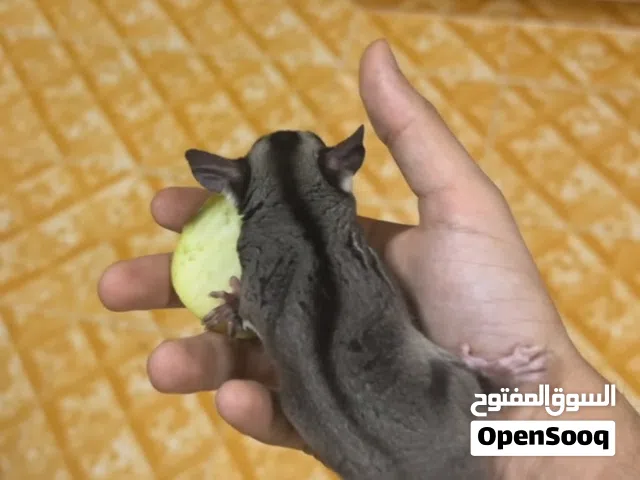 سوقر جلايدر
