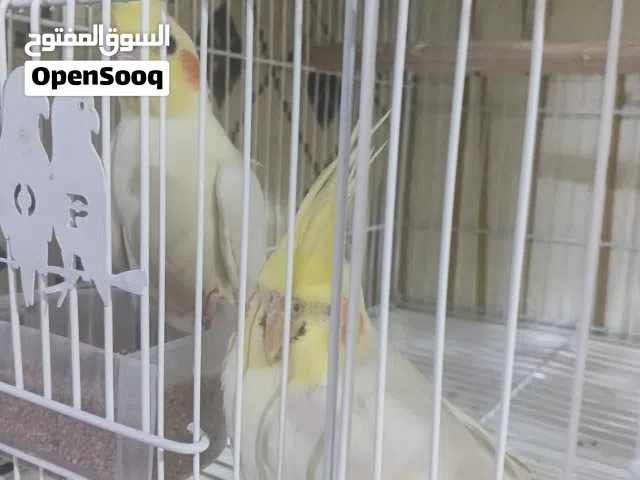 طيور كوكتيل أصفر زوج وانثي وذكر