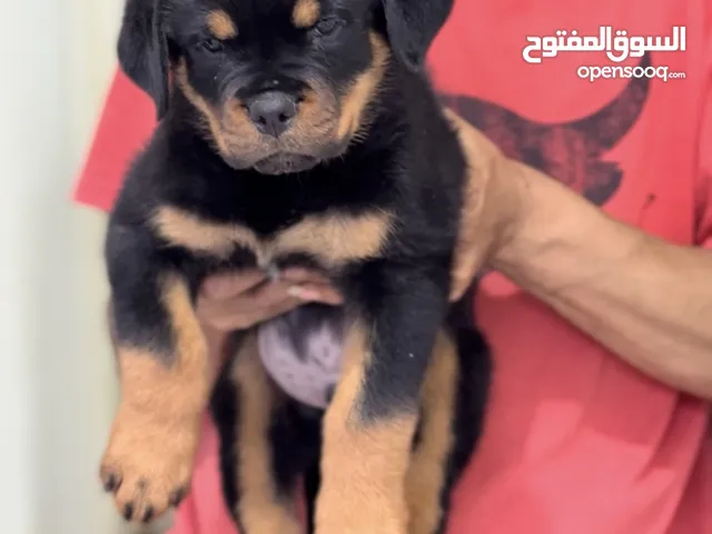 Available Rottweiler puppy