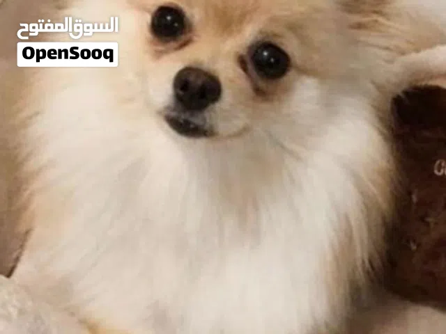 Pomeranian dog for sale.. female