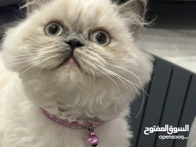 Persian Himalayan girl cat