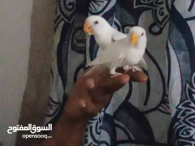 روز االبينو عيون حمر لعبه باليد