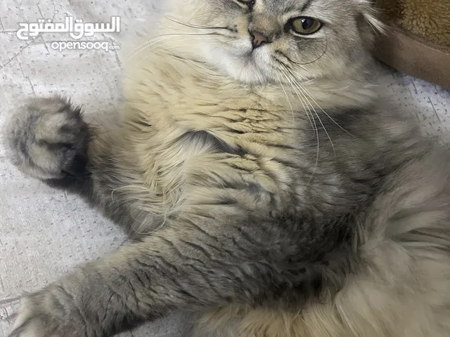 4 قطط للبيع