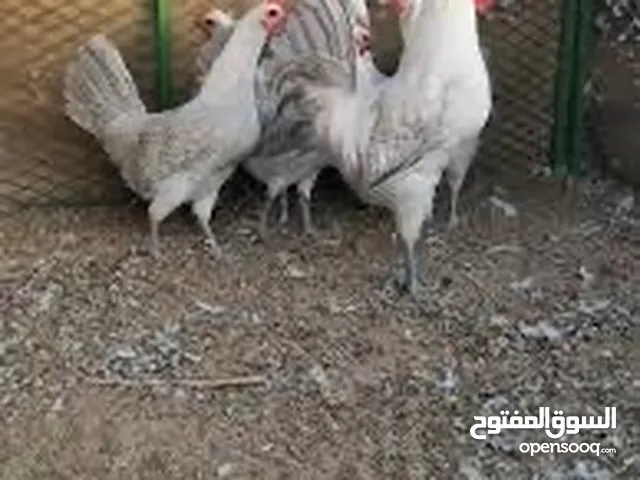 متوفر دجاج فيومي وفرنسي