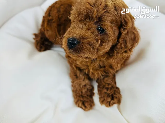 Toy Poodle