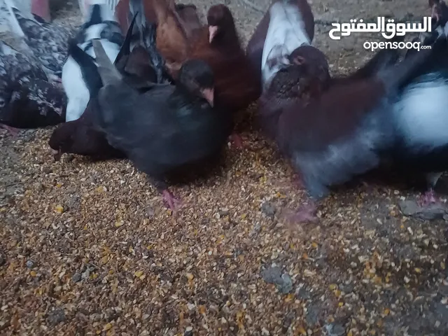 طيور حمام للبيع