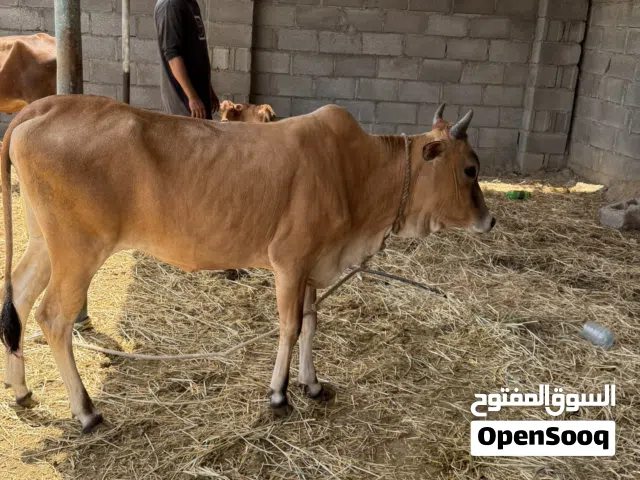 موجودات بقرتبن فول سمنه