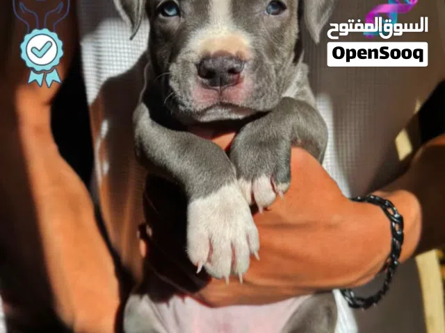 جراء بيتبول Pitbull puppy