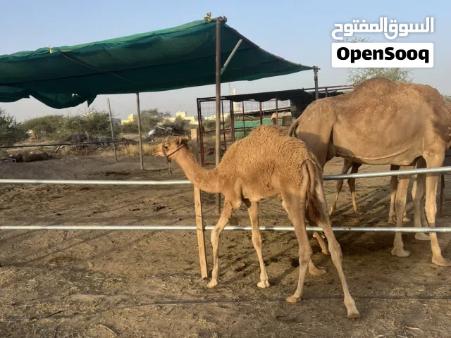 حشوان تحت أمها شربات حليب خالية من العذارى