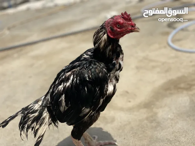 ديك موشكا اصل وجاهز لي ميدان