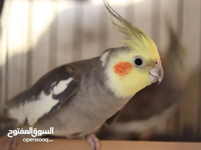 كروان وحب للبيع