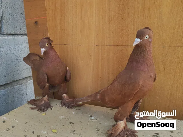 حمام رواعب للبيع اقرء الوصف