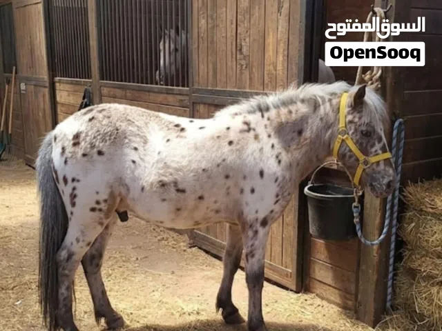 للبيع بوني بلون مميز وجميل