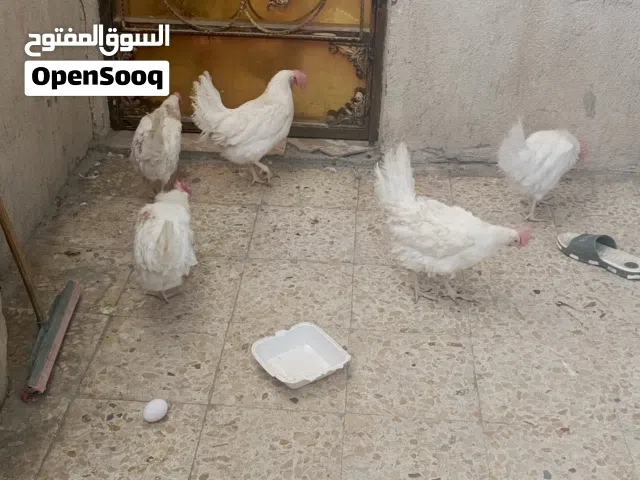 دجاج بياضات