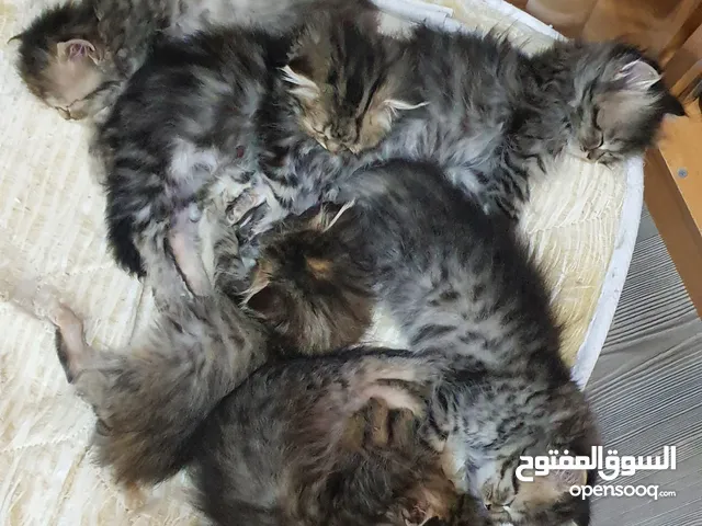 Cat with 6 Kittens are availabe for Adoption