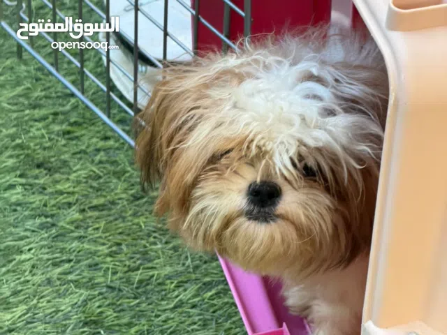 كلبه بيور اصل صافي