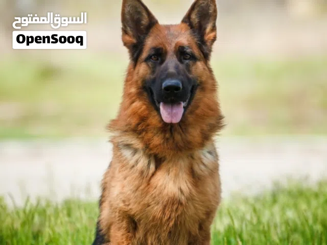 ابحث عن كلب لتبني