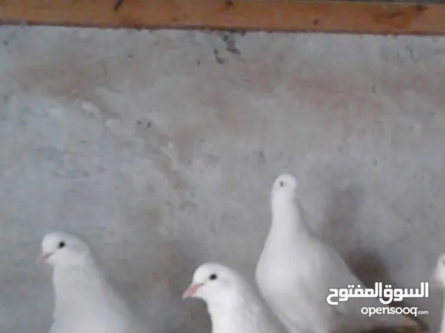 حمام فرنسي دبل جامبو كيرنو