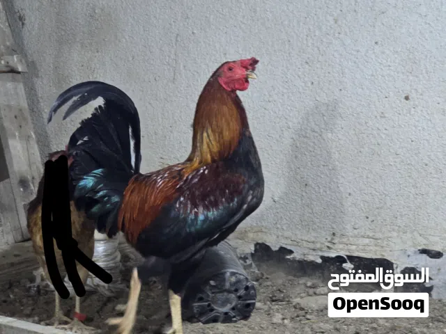 ديج عرب لبيع