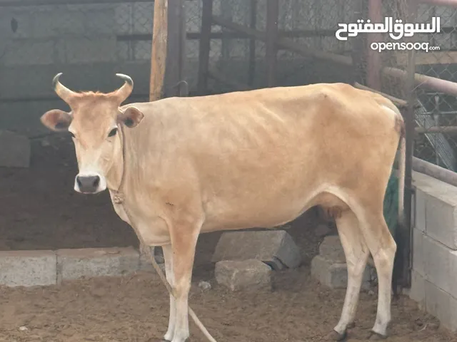 بقر للبيع ف العين
