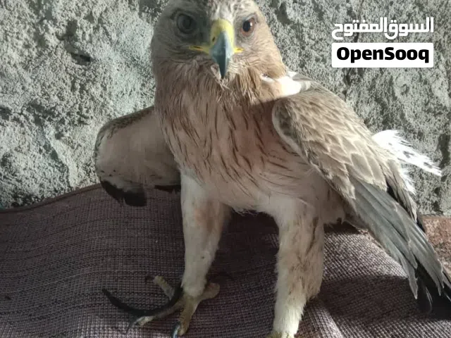 هذا الطائر للبيع هل من مشتري