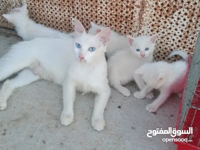 قطة شيرازي