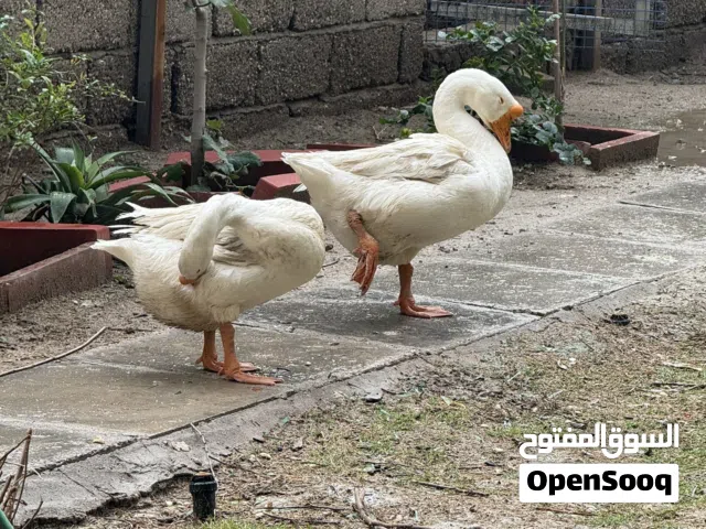 زوج وز ابيض وزوج بشوش للبيع