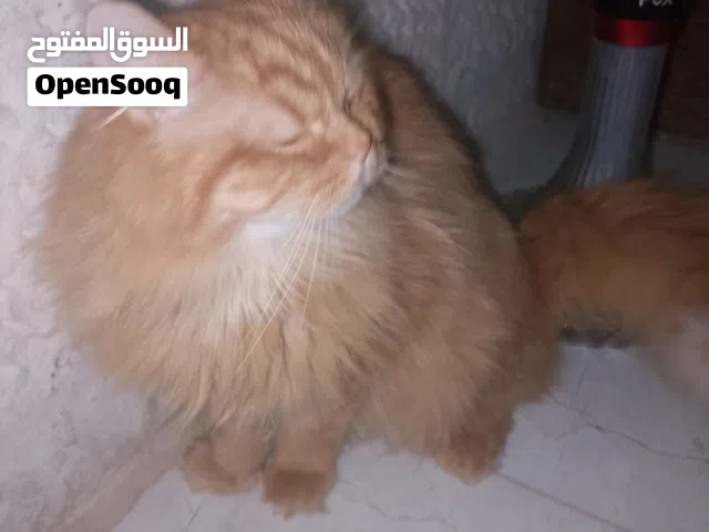 قط اشقر للتبني معقم  عمره سنتين مع كل اغراضه مع اللتر بوكس والمي  والاكل ومشط لتمشيطه