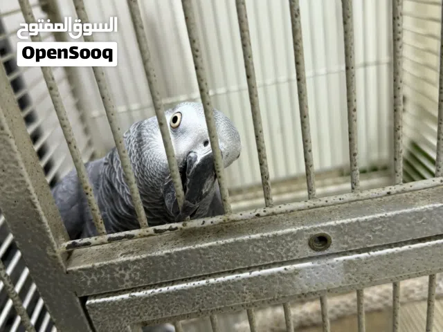 كاسكو اليف متكلم بصحه ممتازه