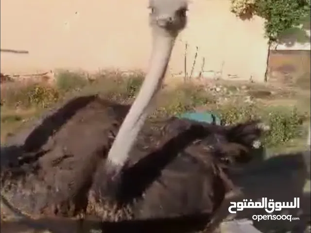 متوفر نعام
