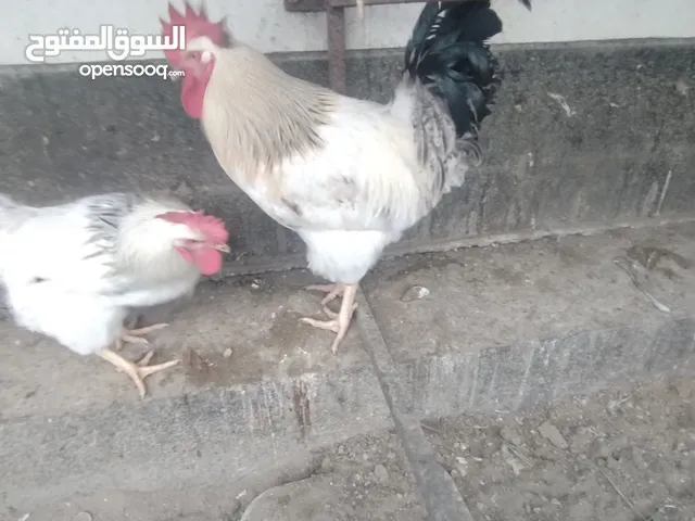 ديك فرنسي والدجاج فرنسي