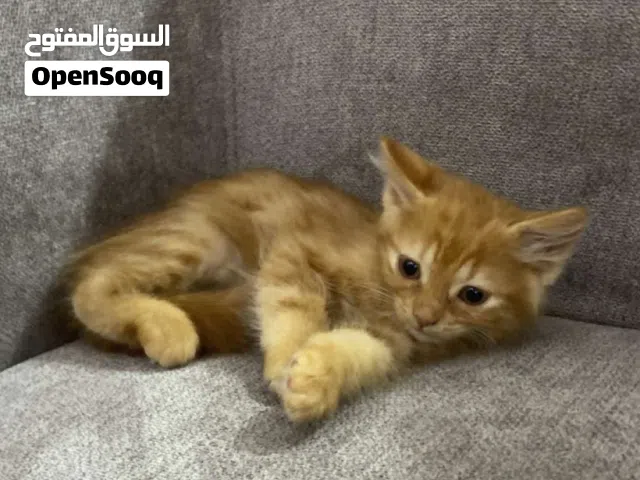 قط ذكر برتقالي للبيع
