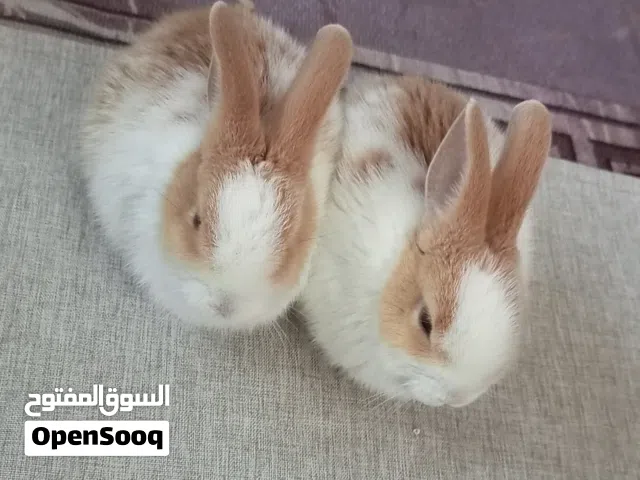 ارانب هجين عمر ثلاث اشهر بحاله ممتازة وماخذين مطعوم ضد التسمم