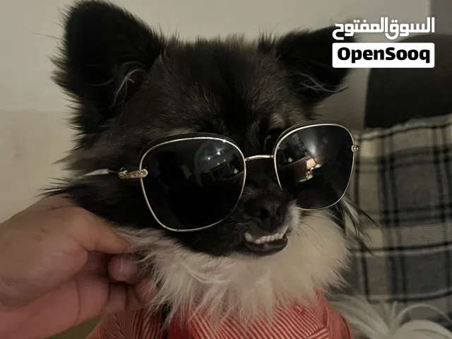 العمر كلب 13 شهر بي جوازه في شريحه في ضهرا بيناته كولها