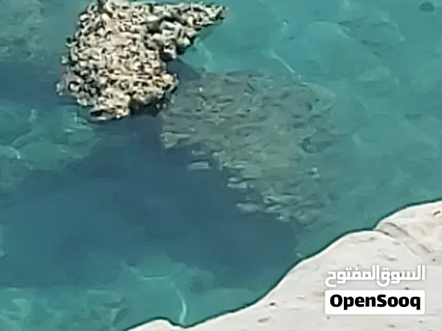 2007