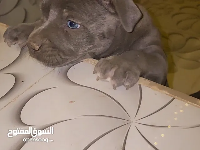 كلاب البيتبول
