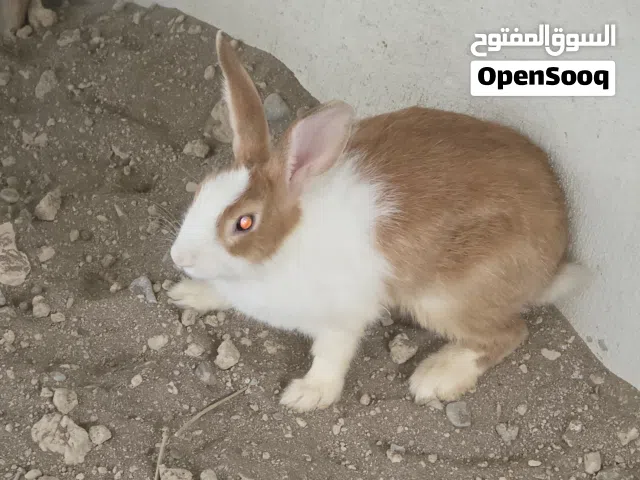 للبيع أرانب ذكر هولندي كبير مع إناث 2 عمانيات عمر 7 شهور تقريبآ