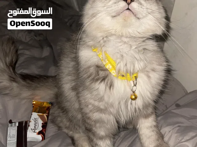 استمارة بيع قطة شاهد الوصف مهم