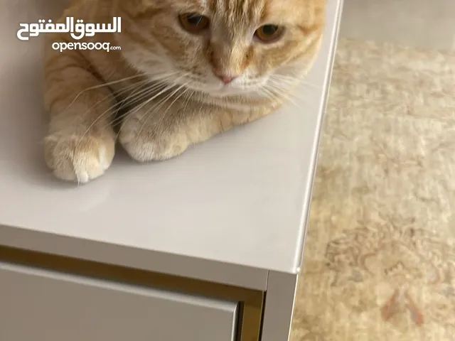 قط للتبني بدون مقابل متطعم كل التطعيمات نوعه برتش شورت هير الاستلام من المنزل للجادين فقط