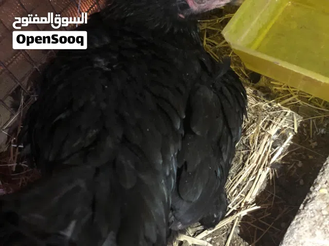 دجاجه بنجابي كراس تاي العمر سنه معه 10بيض يوجد صور اب البيض : البيض ملقح