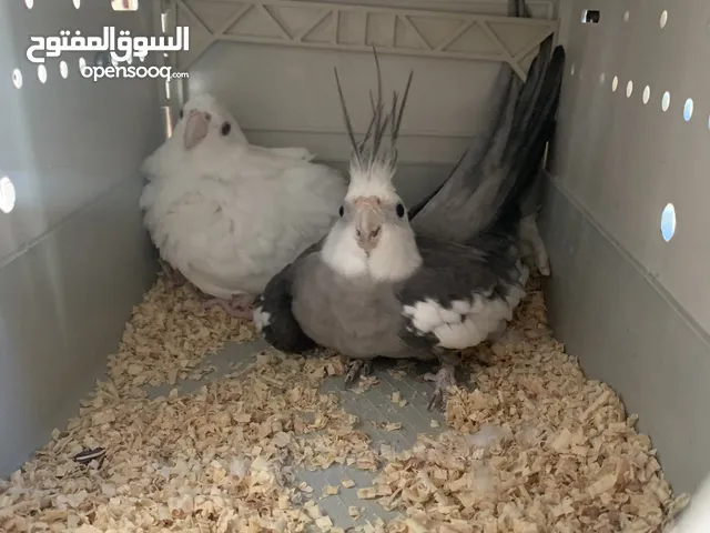 زوج كوكتيل فرنسي مع البيض  زوج تبارك الله تحفة في عدن